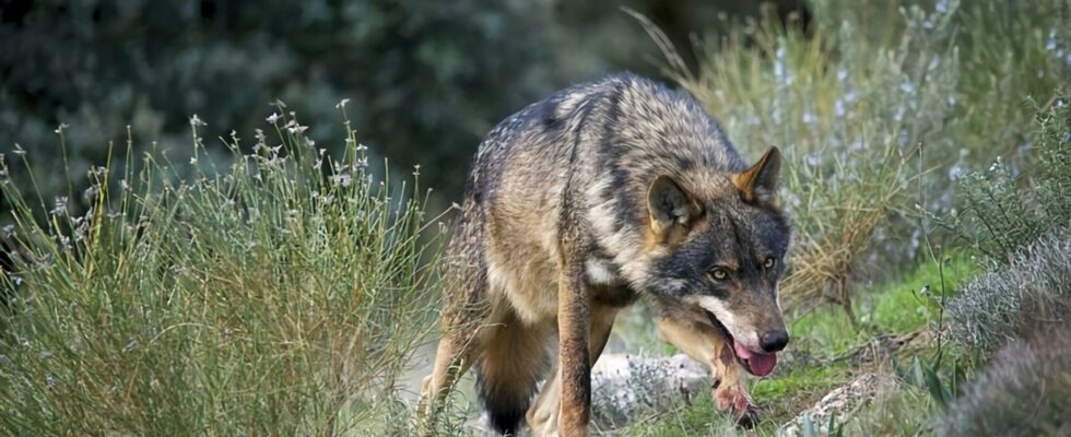 LUE approuve la reduction de la protection des loups en