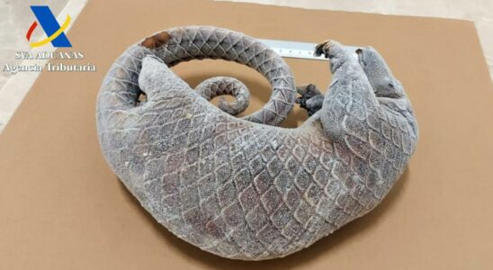 La Garde civile decouvre un pangolin mort dans la valise