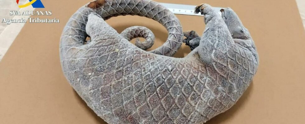 La Garde civile decouvre un pangolin mort dans la valise