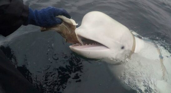 La mort de Hvaldimir lespion beluga revele les