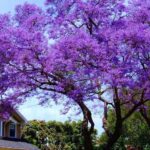 Le paulownia ou kiri larbre miraculeux qui menace en Espagne