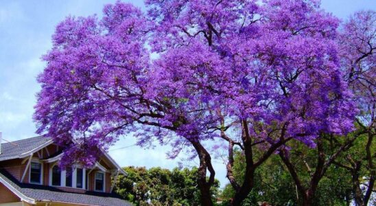 Le paulownia ou kiri larbre miraculeux qui menace en Espagne