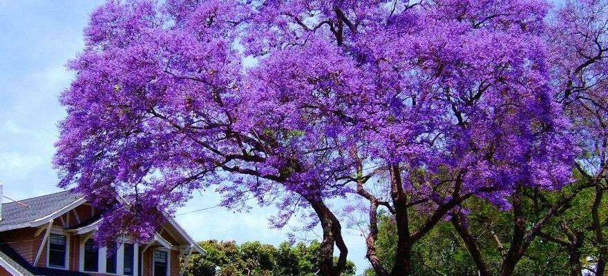 Le paulownia ou kiri larbre miraculeux qui menace en Espagne