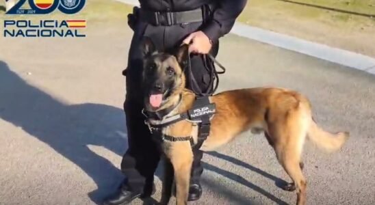 Lhomme qui a vole un chien policier ne pourra plus