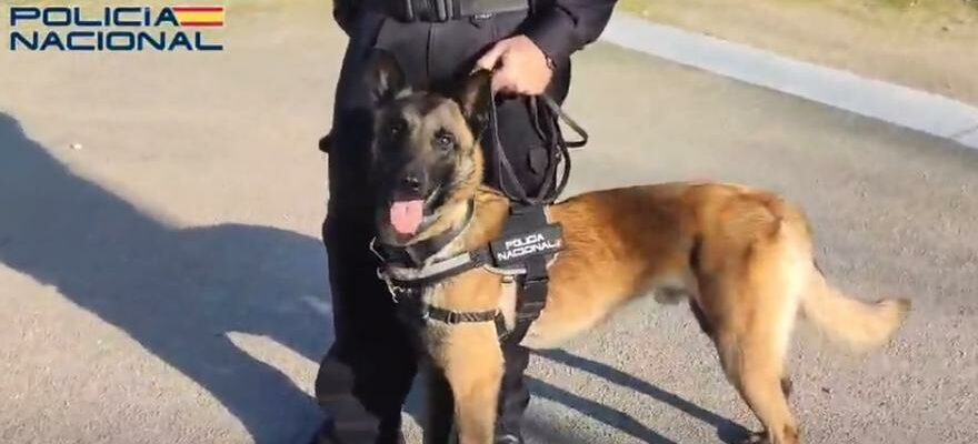 Lhomme qui a vole un chien policier ne pourra plus