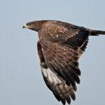 MIGRATION DES OISEAUX Lautre operation de sortie