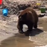 OURS DE PLAGE DE CALIFORNIE Un ours sintroduit sur