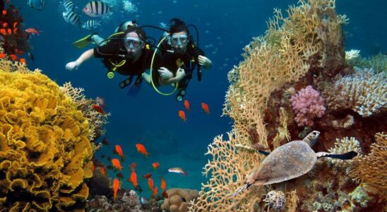 PAYS MEGADIVERS Quels sont les 17 pays megadivers