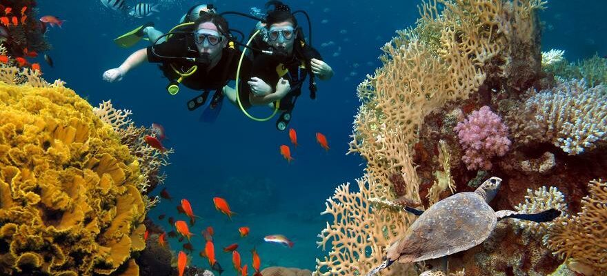 PAYS MEGADIVERS Quels sont les 17 pays megadivers