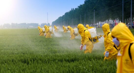 PESTICIDES ILLEGAUX Des traces dun pesticide illegal sont detectees