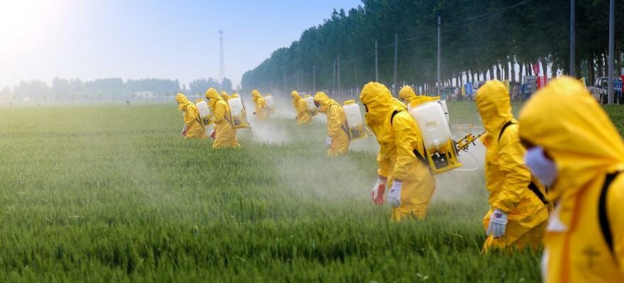 PESTICIDES ILLEGAUX Des traces dun pesticide illegal sont detectees