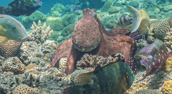 POULPES ET POISSONS ASSOCIES Ils decouvrent que les poulpes