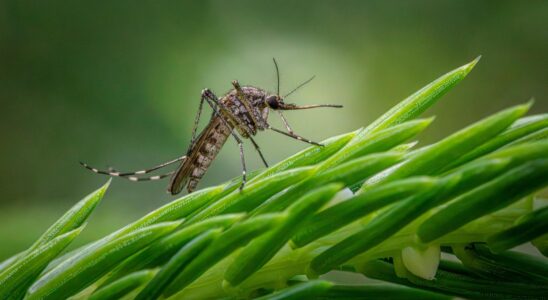 Plus de deux mois depuis la crise du virus du