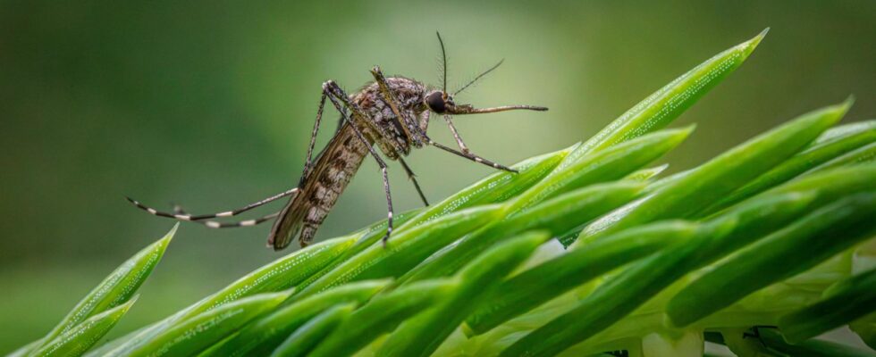 Plus de deux mois depuis la crise du virus du