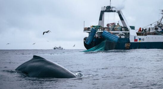 SURPECHE DU KRILL La surpeche du krill utilise pour