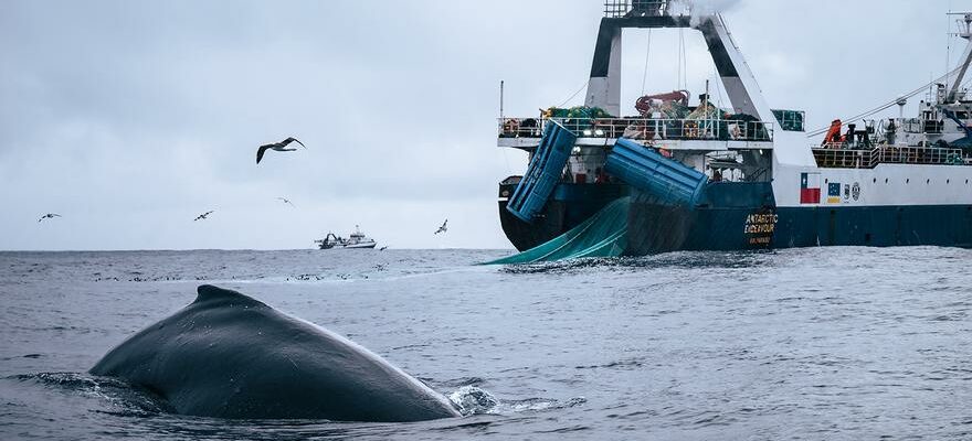 SURPECHE DU KRILL La surpeche du krill utilise pour