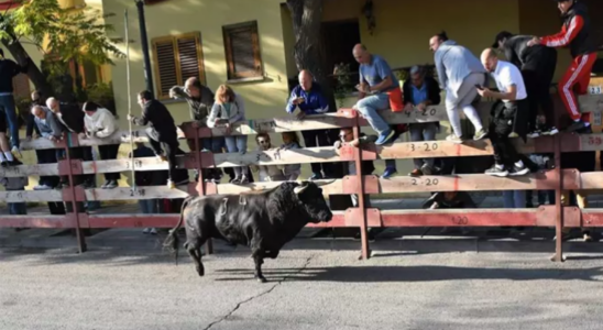 Un homme meurt encorne a plusieurs reprises a la jambe