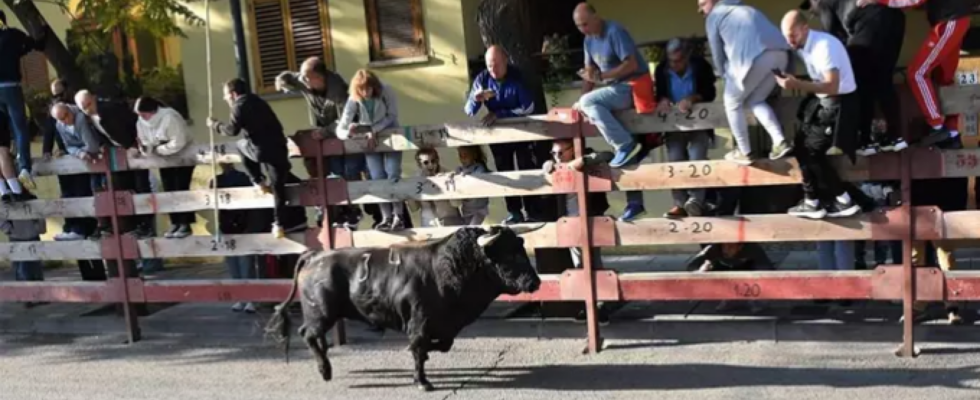 Un homme meurt encorne a plusieurs reprises a la jambe