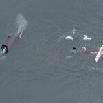 VIDEO ORQUES DAUPHINS Des orques enregistrees en train de