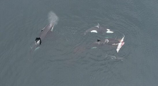 VIDEO ORQUES DAUPHINS Des orques enregistrees en train de