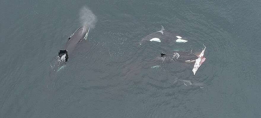 VIDEO ORQUES DAUPHINS Des orques enregistrees en train de