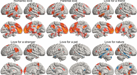 Cest ainsi que le cerveau sactive lorsque vous aimez vos