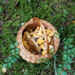 EMPOISONNEMENT AUX CHAMPIGNONS Tout ce quil faut savoir pour