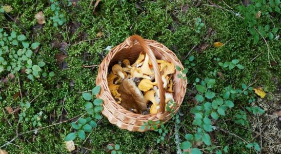 EMPOISONNEMENT AUX CHAMPIGNONS Tout ce quil faut savoir pour