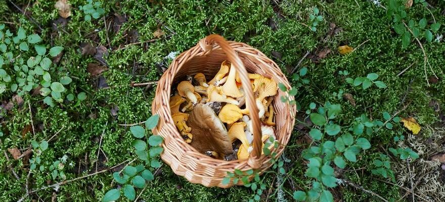 EMPOISONNEMENT AUX CHAMPIGNONS Tout ce quil faut savoir pour