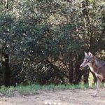 LOUP DE CATALOGNE Un loup tue 17 chevres en