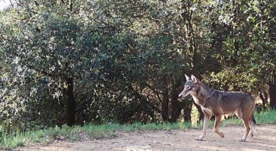 LOUP DE CATALOGNE Un loup tue 17 chevres en