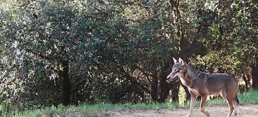 LOUP DE CATALOGNE Un loup tue 17 chevres en