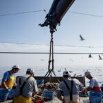 La CJUE annule les accords commerciaux agricoles et de peche