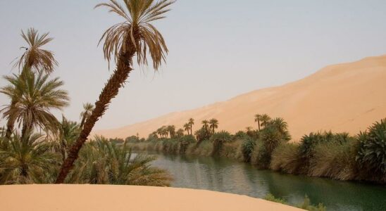 La poussiere du Sahara alimente la vie oceanique a des