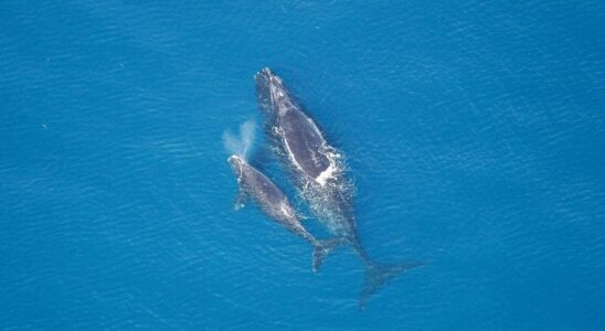 Les baleines peuvent communiquer entre elles a 100 kilometres de