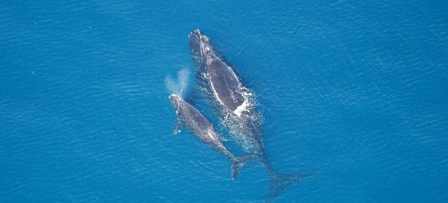 Les baleines peuvent communiquer entre elles a 100 kilometres de