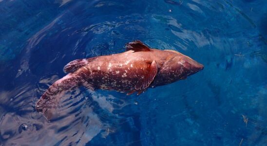 MORT DE MEROS Mortalite des merous en Mediterranee espagnole