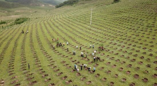 REFORESTATION CHINOIS Le miracle qui peut sauver la planete