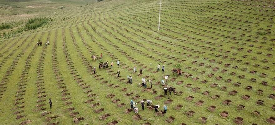 REFORESTATION CHINOIS Le miracle qui peut sauver la planete