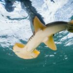 REQUIN DANGER DEXTINCTION Ils proposent de creer une