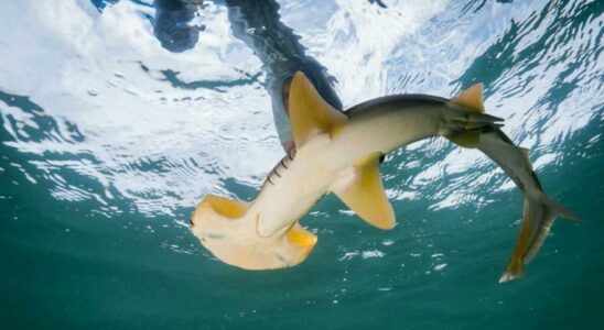 REQUIN DANGER DEXTINCTION Ils proposent de creer une