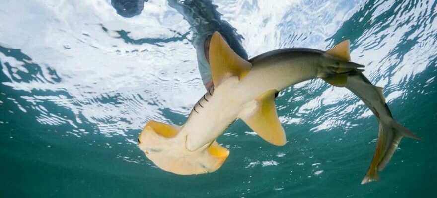 REQUIN DANGER DEXTINCTION Ils proposent de creer une