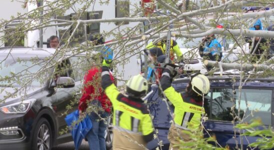 Un arbre tombe sur deux personnes qui ne voulaient pas