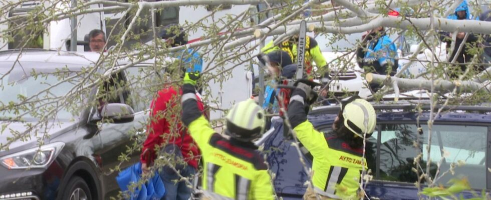 Un arbre tombe sur deux personnes qui ne voulaient pas