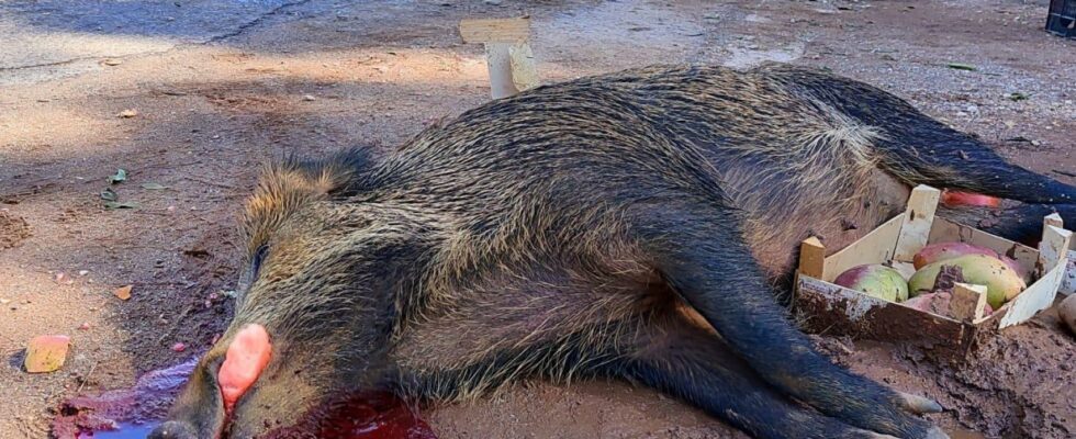 Un gros sanglier provoque deux accidents de la route a