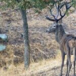 Un mort et deux blesses apres une attaque de cerfs