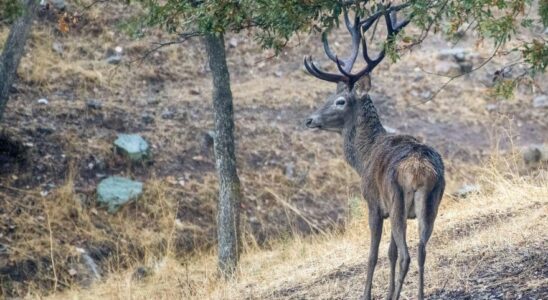 Un mort et deux blesses apres une attaque de cerfs