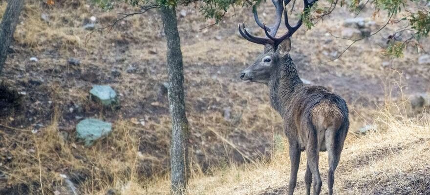 Un mort et deux blesses apres une attaque de cerfs