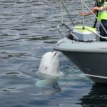 Espion ou baleine fugitive Le beluga Hvaldimir a pu