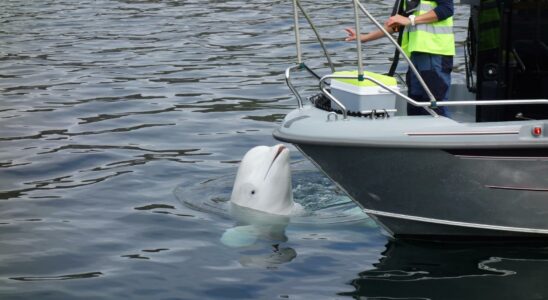 Espion ou baleine fugitive Le beluga Hvaldimir a pu